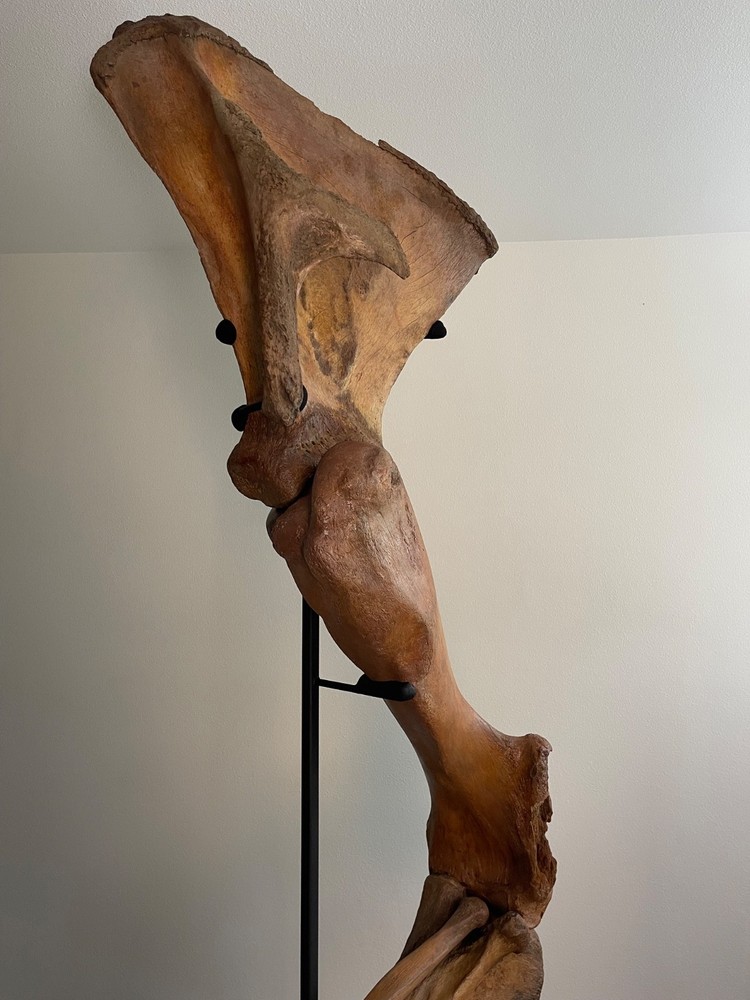 Woolly Mammoth Forearm Fossil