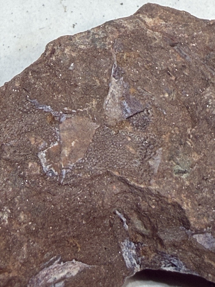 Fossil Placoderm Pieces