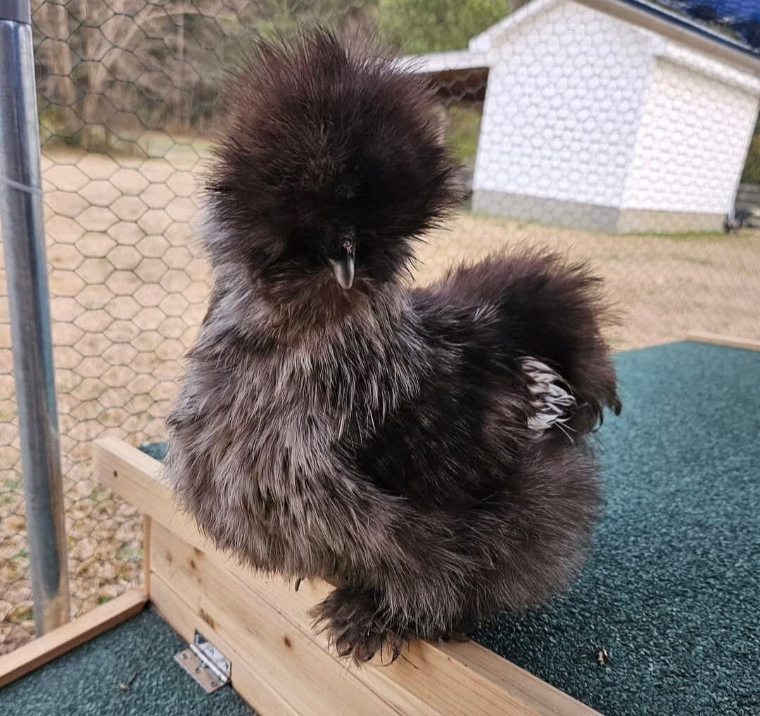 12+ Silkie, Satin, Frizzle Show Quality Hatching Eggs, NPIP Cert