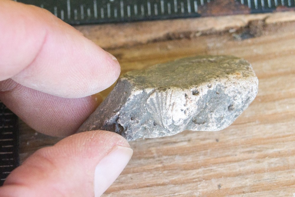 NE Oklahoma Fossil