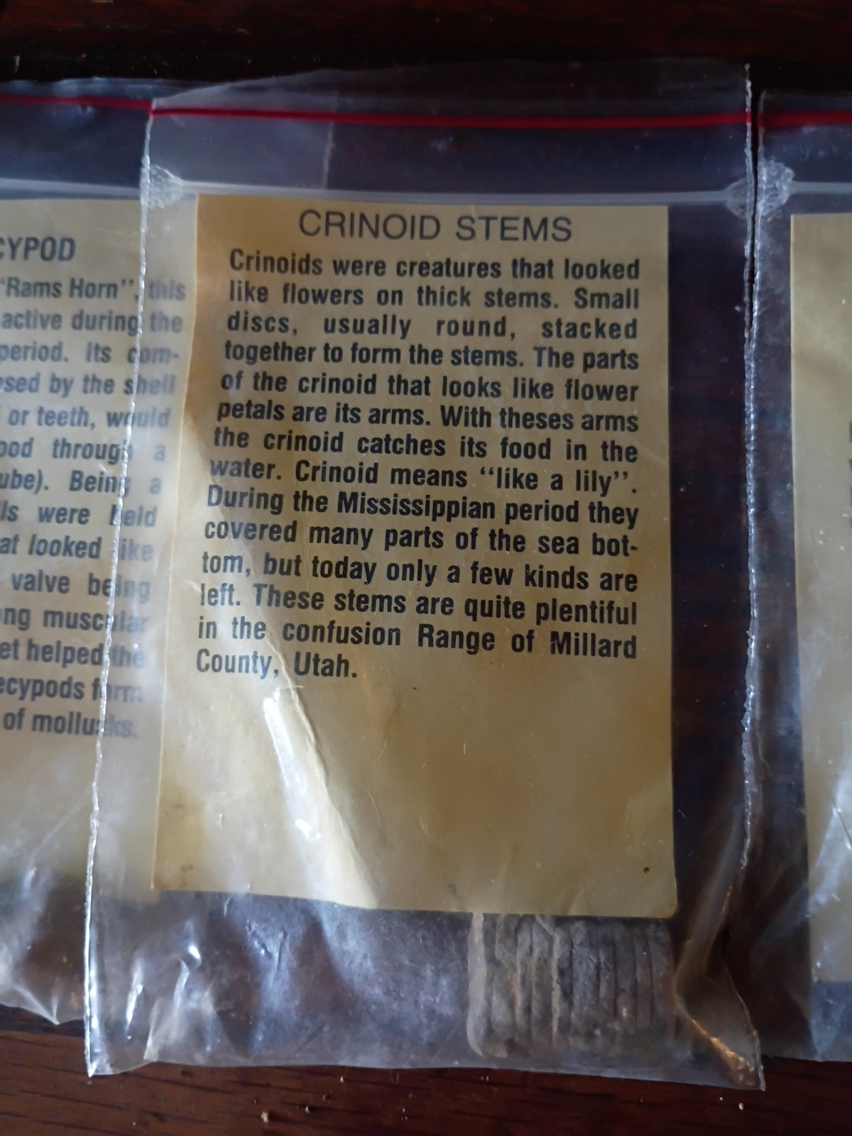 Vintage Fossil Specimens With Discription Cards Lot Of 6