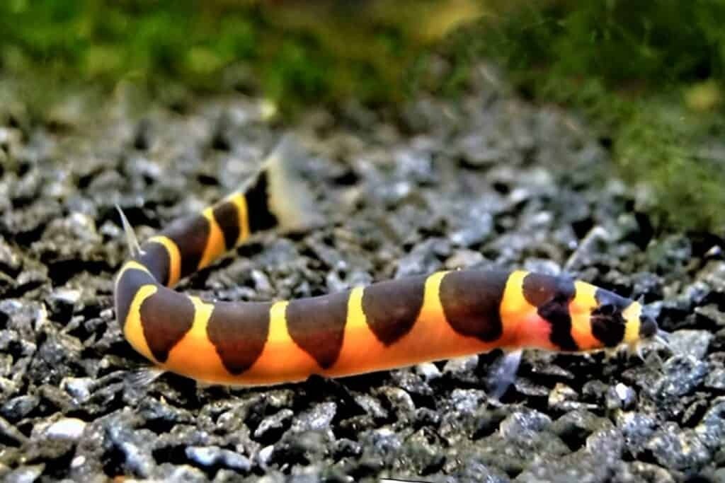 6-Pack Kuhli Loach – Live Freshwater Bottom-Dweller Fish for Aquarium
