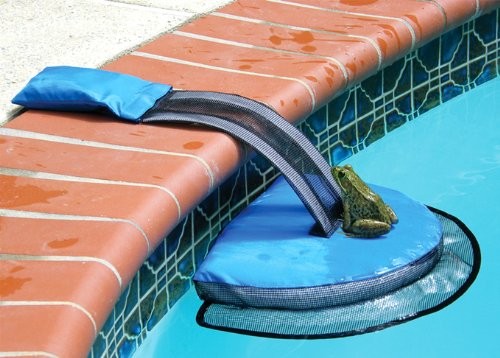 Frog Log