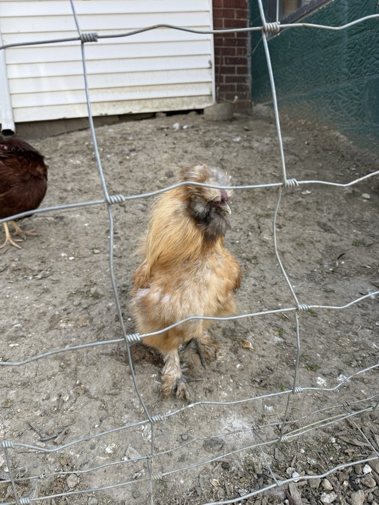SURPRISE Mixed Chicken, Duck, Goose hatching eggs