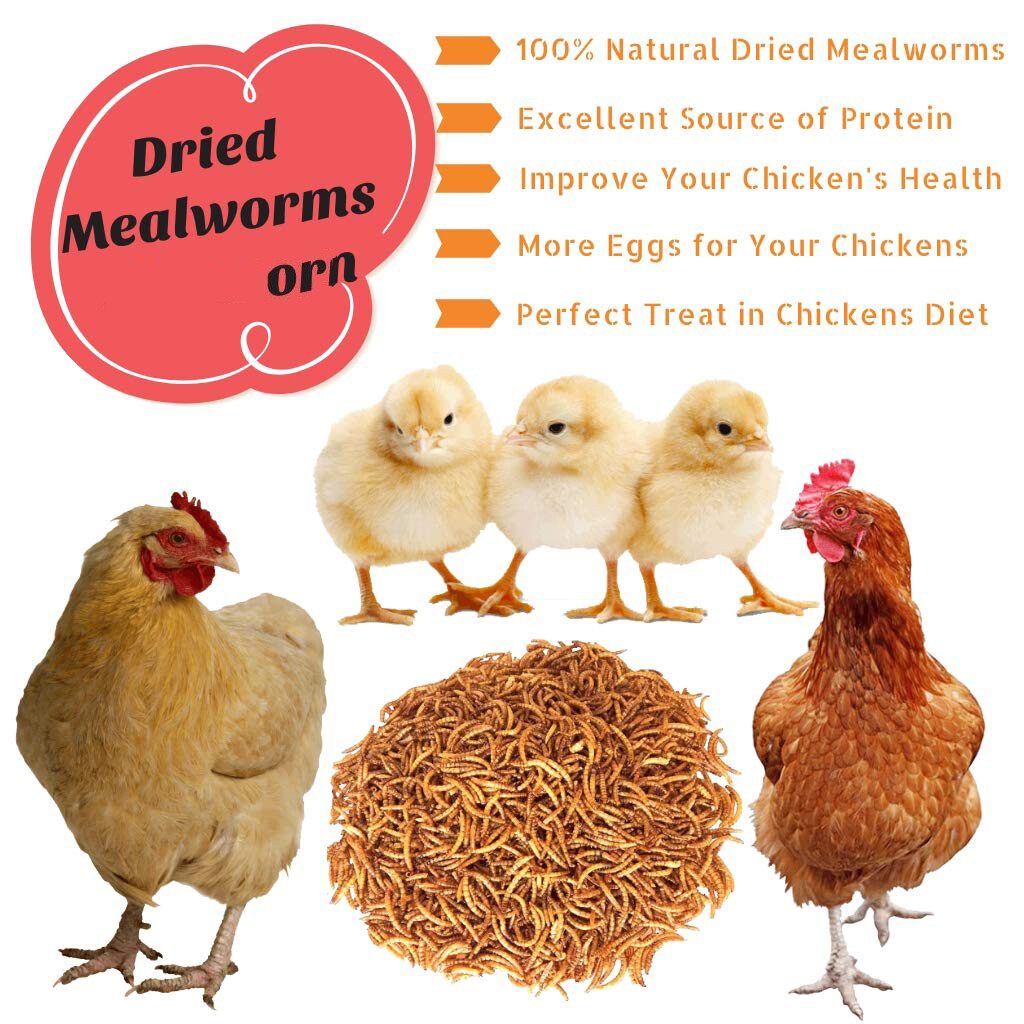 20 lbs Bulk Dried Mealworms NON GMO Organic For Fish Bluebirds Chickens Gliders
