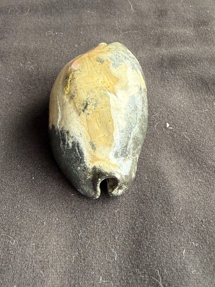 EXTINCT fossilized Cowrie shell from central Florida..Pliocene era.
