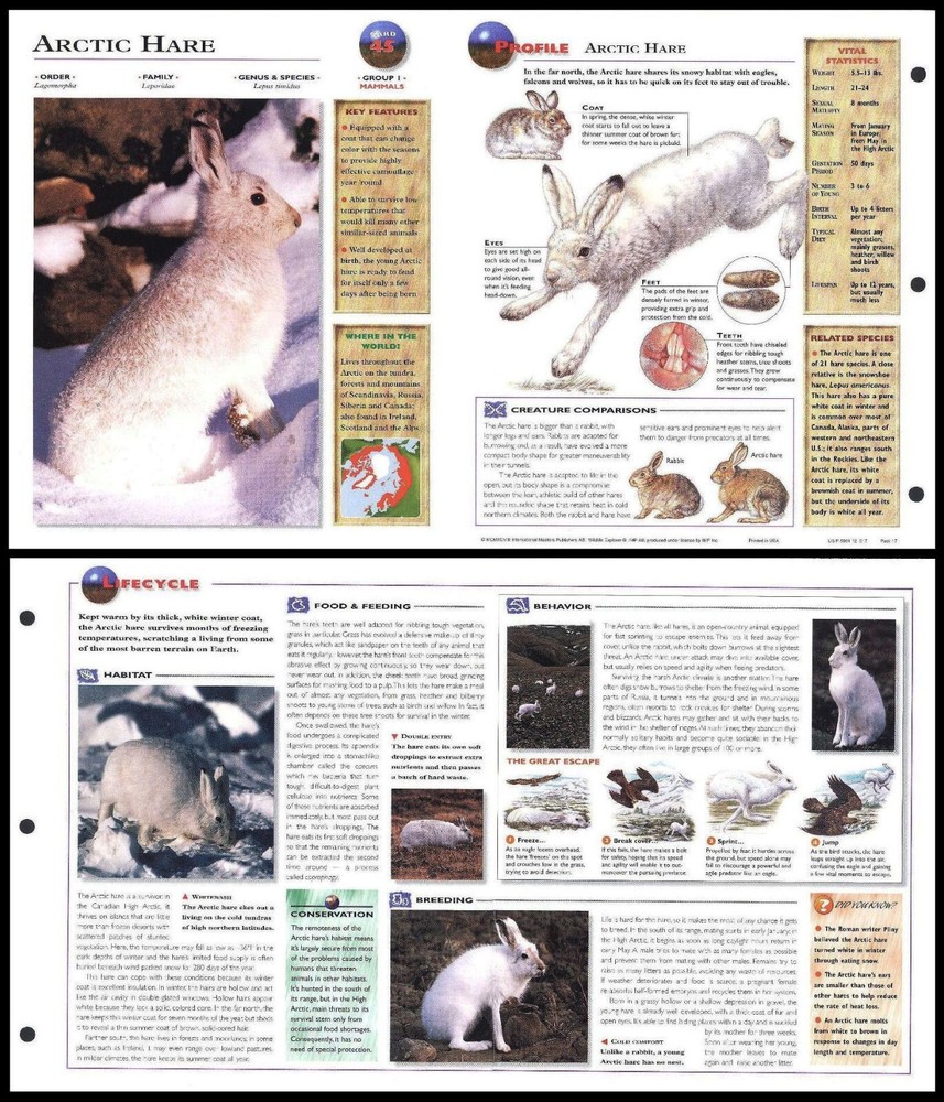 Fold-Out Sheet - Arctic Hare - 45