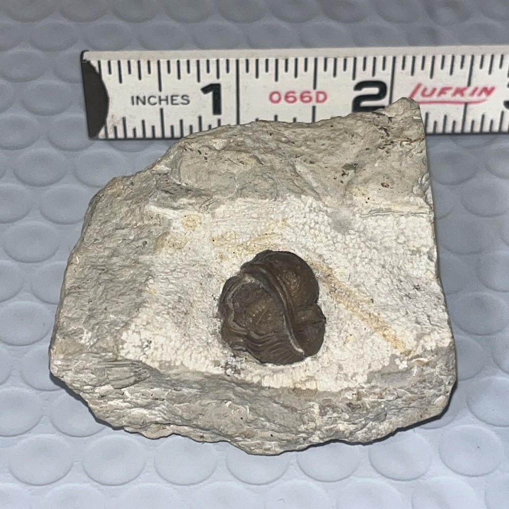 Authentic Trilobite Fossil