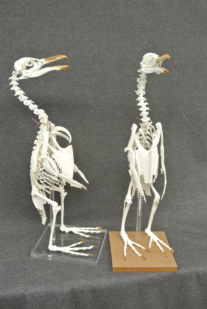 AFRICAN PENGUIN SKELETON REPLICA