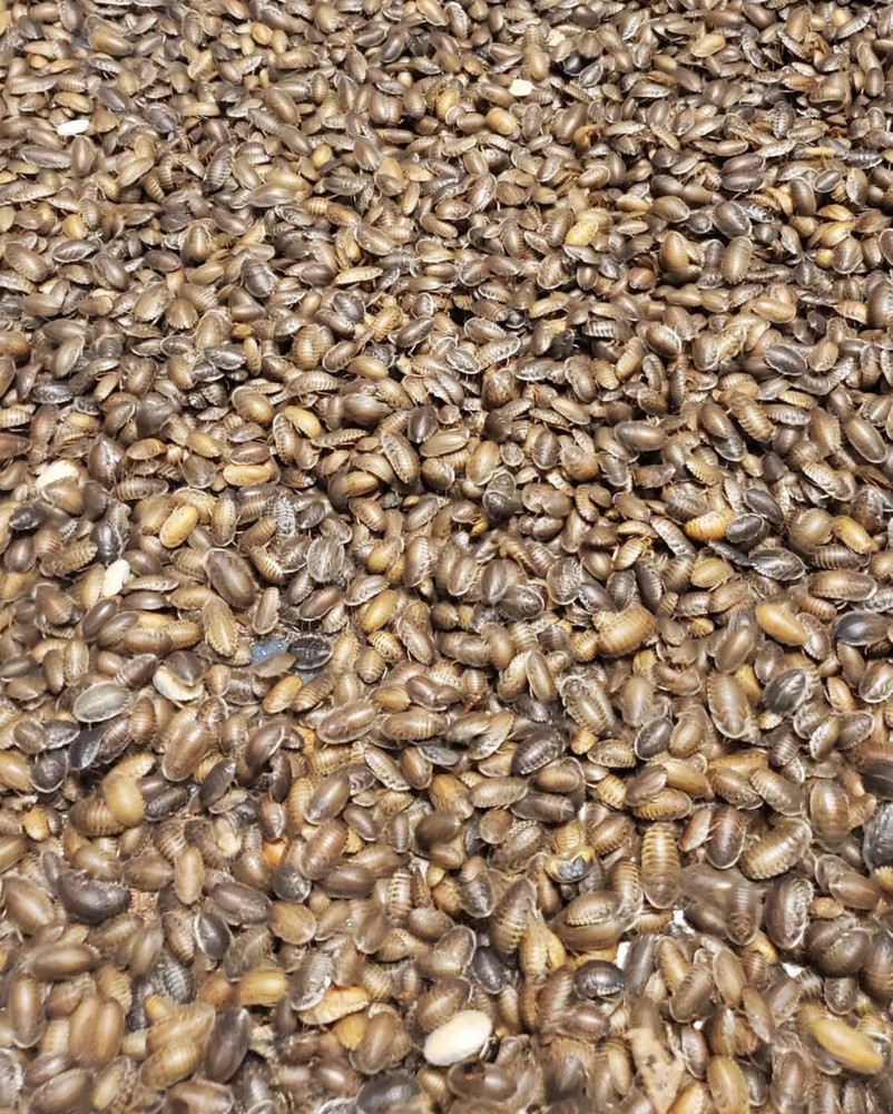 Small Dubia Roaches - Live Feeder Insects