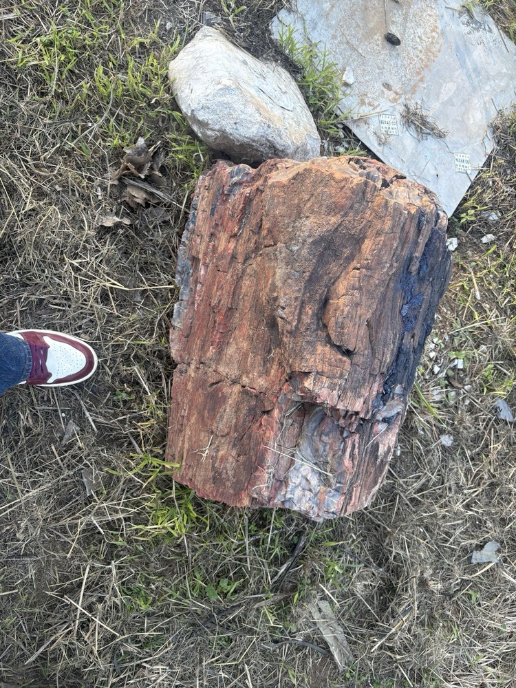 Petrified Wood Log 500+Lbs