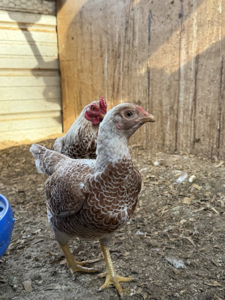Red white Laced Cornish Bantam Hatching Eggs 10 Pcs