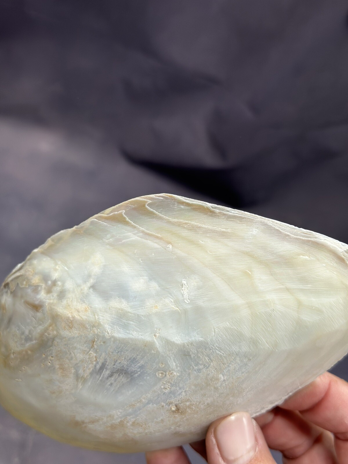 Natural Shells Half Clam Beautiful Set For Decor Seashells Nautical Beach