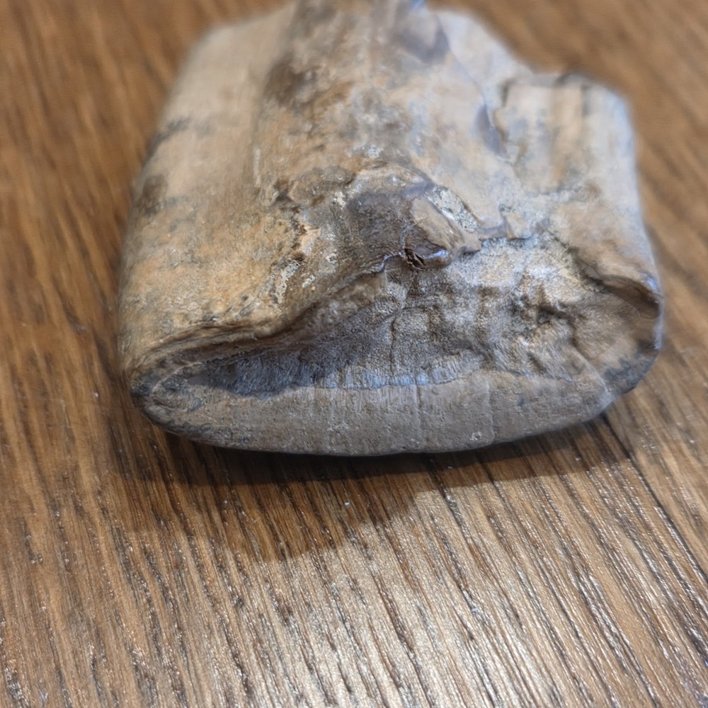 Extinct Sloth Fossil