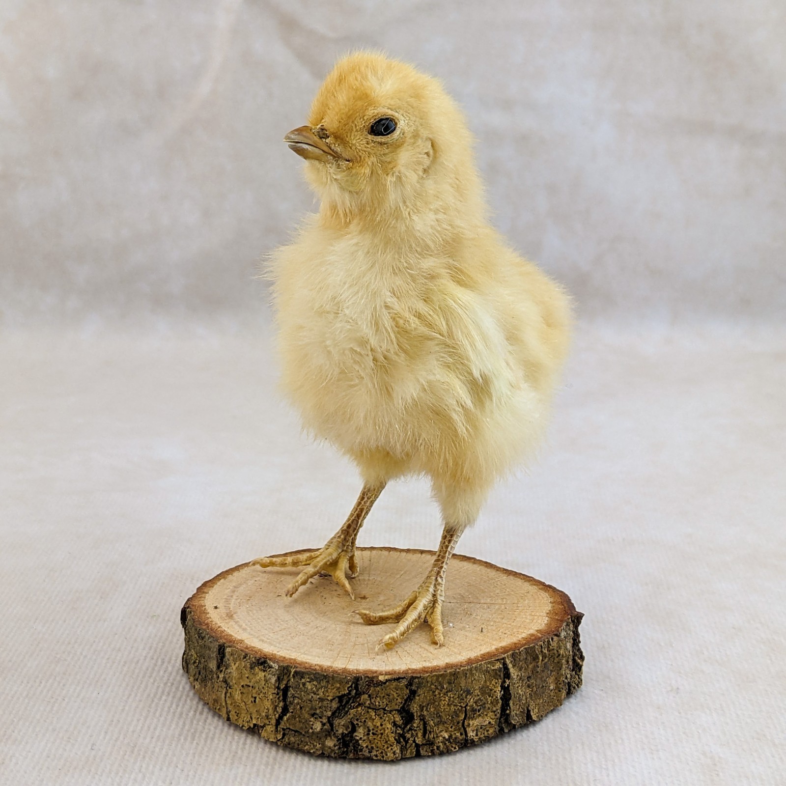 BABY Chick Chicken standing w/ wood base real taxidermy Curiosities oddity gift