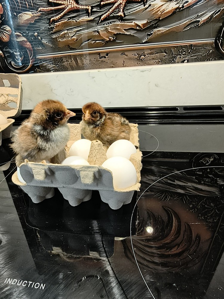 Deathlayer Hatching Eggs 6 Rare Breed, Gold, Silver