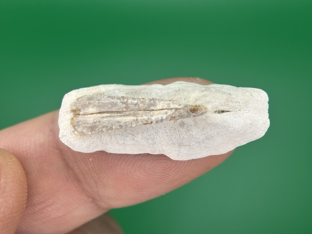 Stingray Dermal Denticle – Bone Valley, Florida Fossil