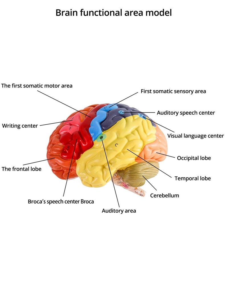 QWORK Life-Size Human Brain Anatomical Model, Multicoloured