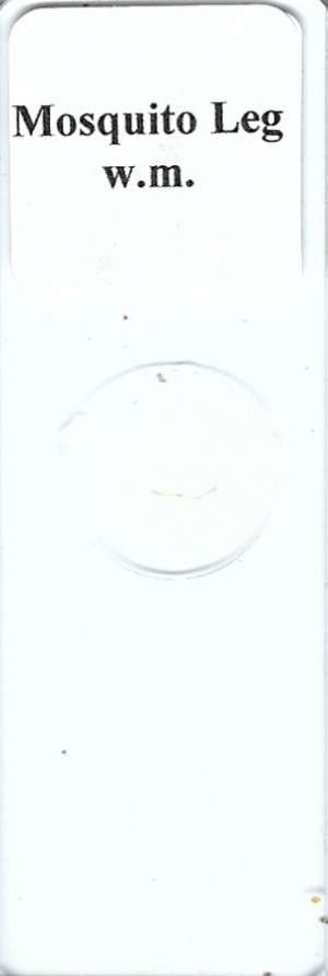 Mosquito Leg w.m. Microscope Slide
