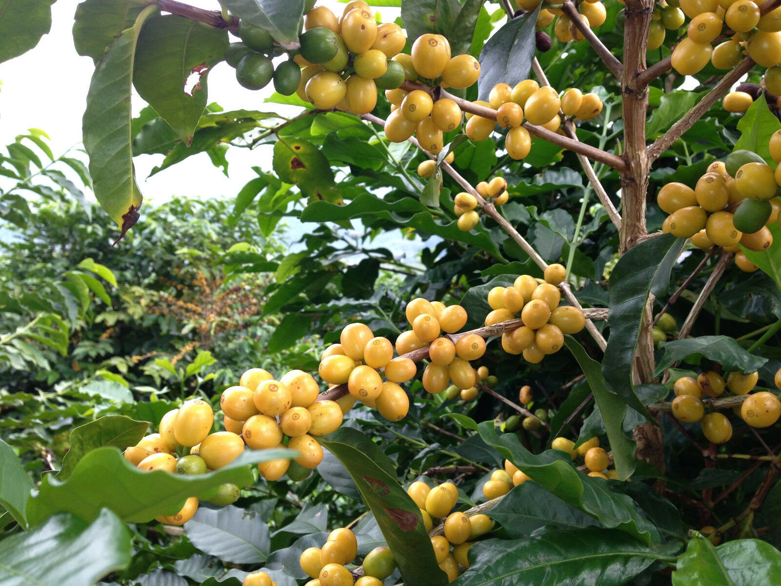 100% HAWAIIAN KONA PEABERRY COFFEE BEANS MEDIUM ROASTED 2 / 12LBS - 1 POUND BAGS