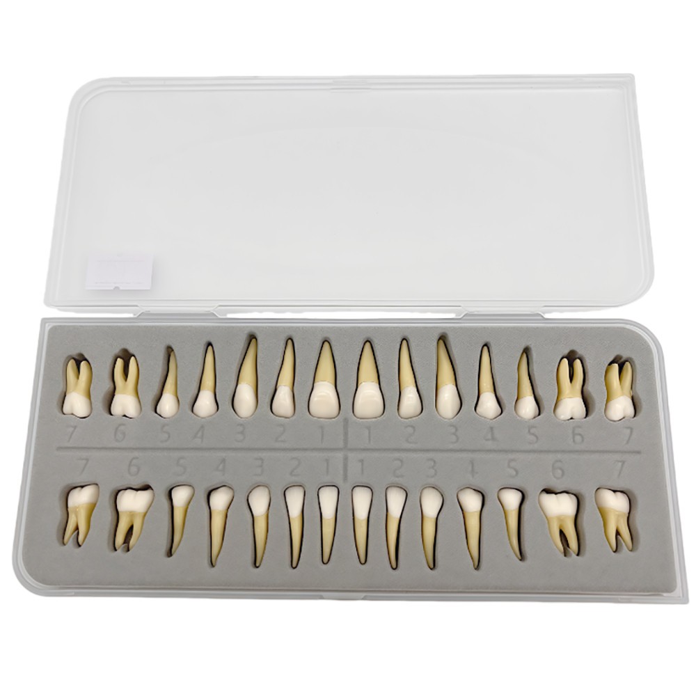 28 Resin Dental Permanent Teeth Study Tooth Model Discrete With Root Simulation