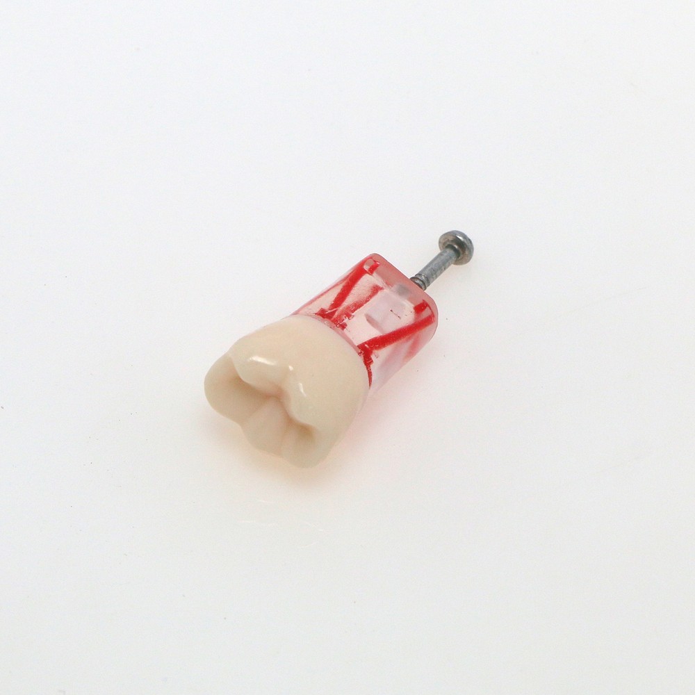 10Pcs Dental Endo Root Canal Teeth Model Study RCT Practice Typodont Model #778