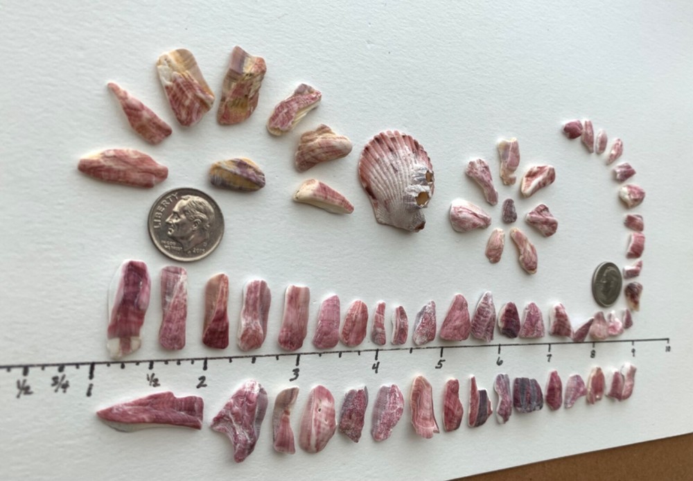 61 pc Barnacle Shells Beach Seashells Pink fragments art frame craft mixed media