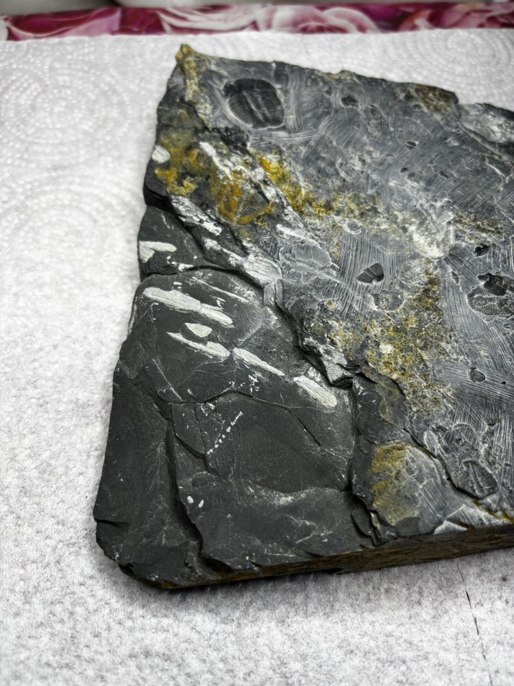 Large Stone Trilobite Fossil Multiple