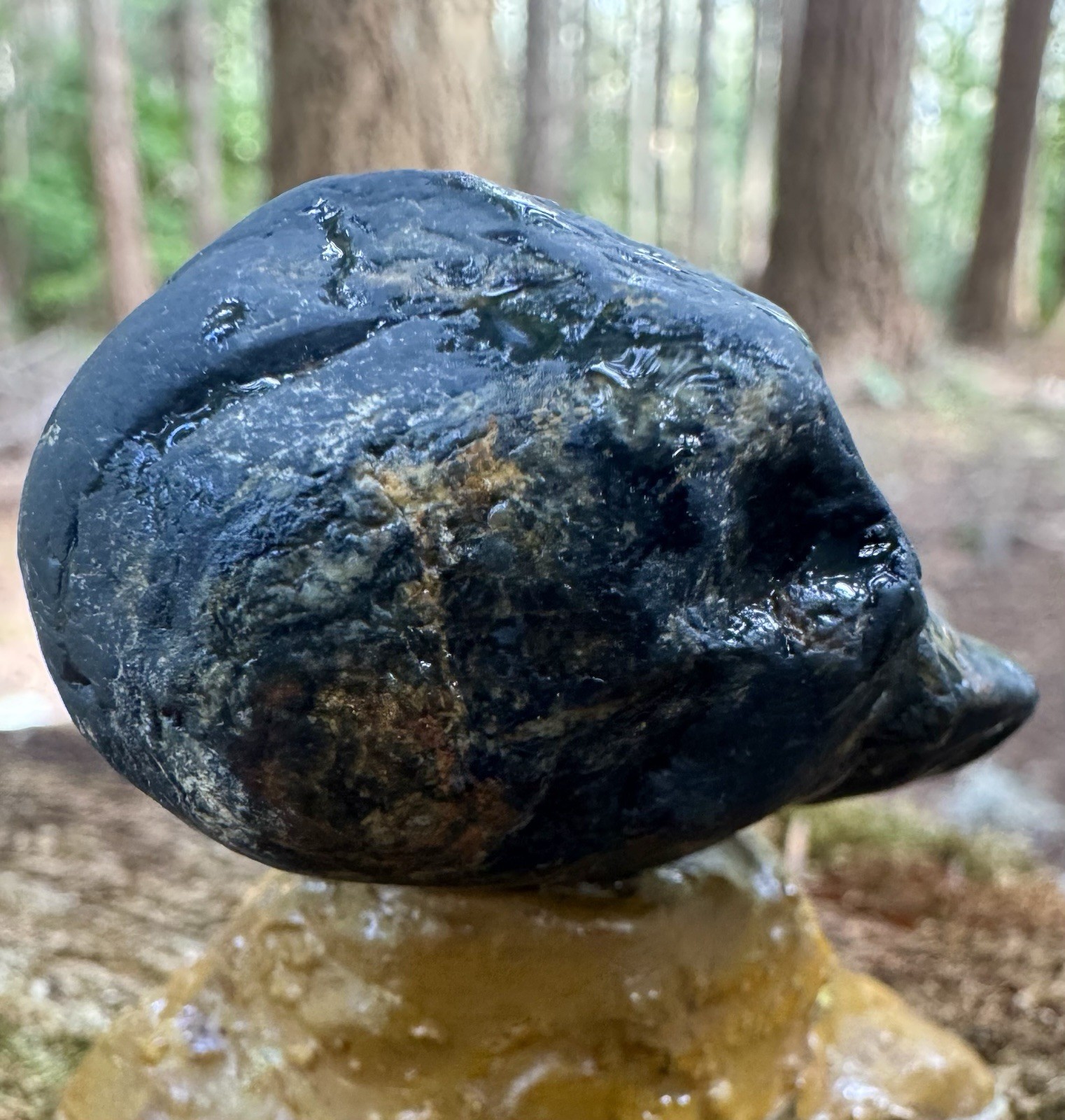 Rare Museum-Grade 32g Complete Fossil Fish – Mineralized , Blakeley Formation