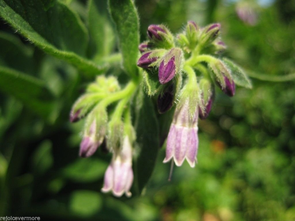 Russian Comfrey Live Root Cuttings - Bocking 14 Cultivar