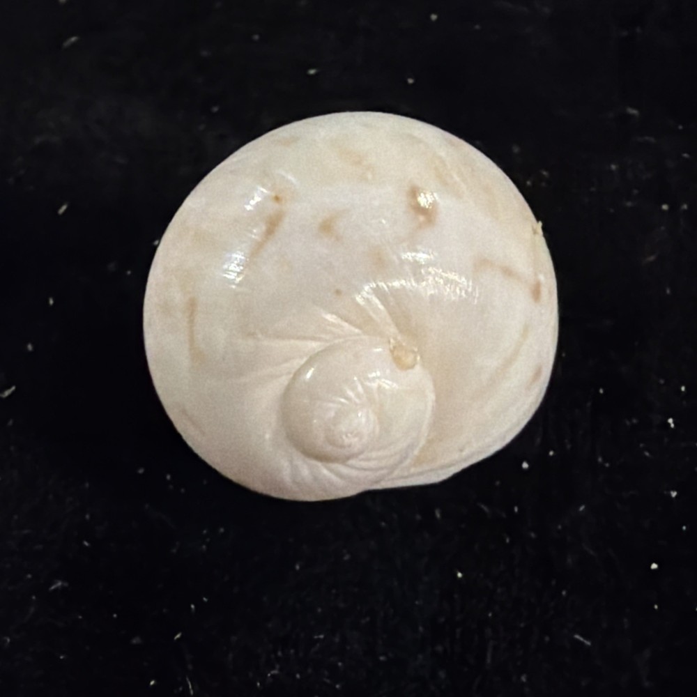 Natica Canrena Shell 25mm Florida (A695)