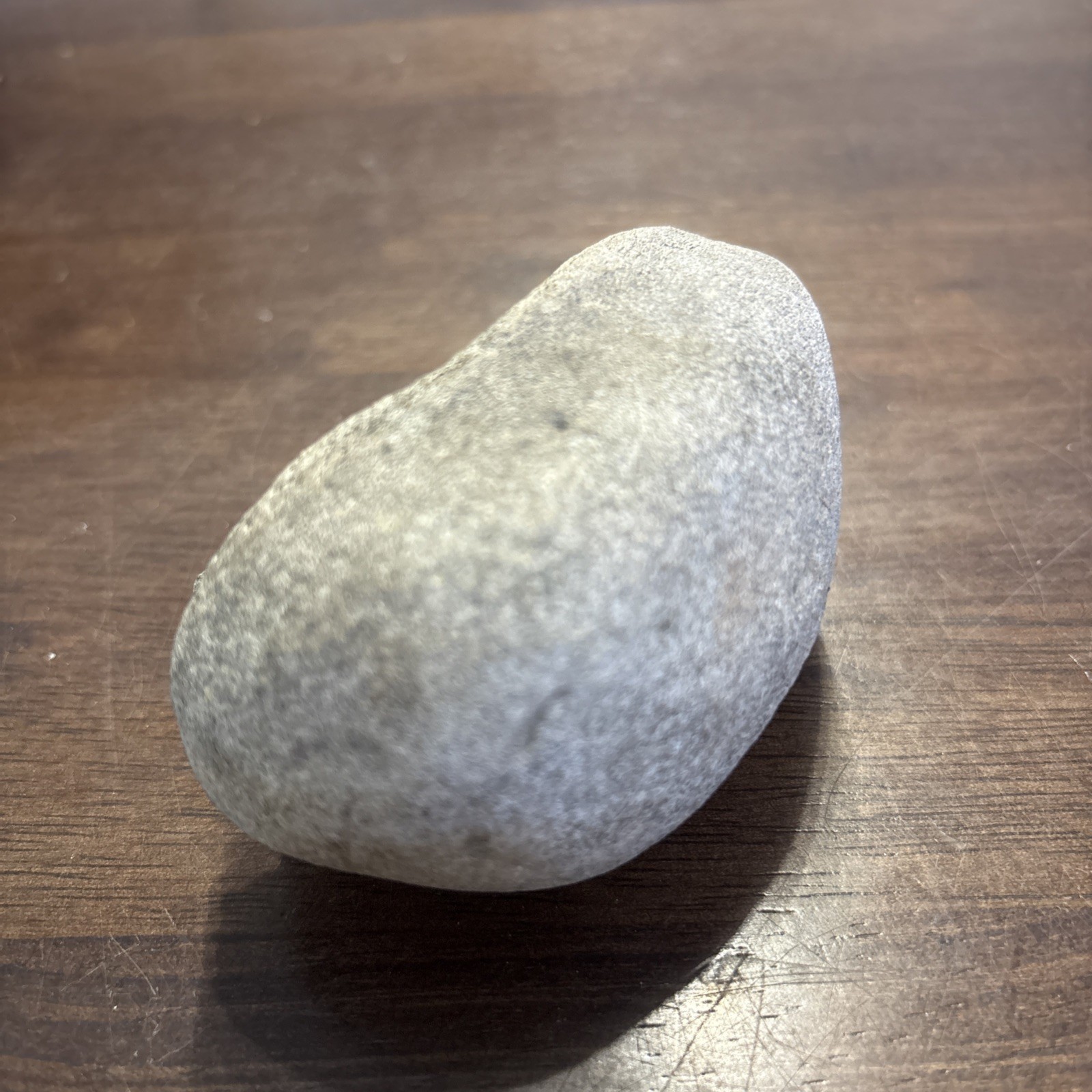 3 Inch Fossilized Whale Ear Bone Concave Rare