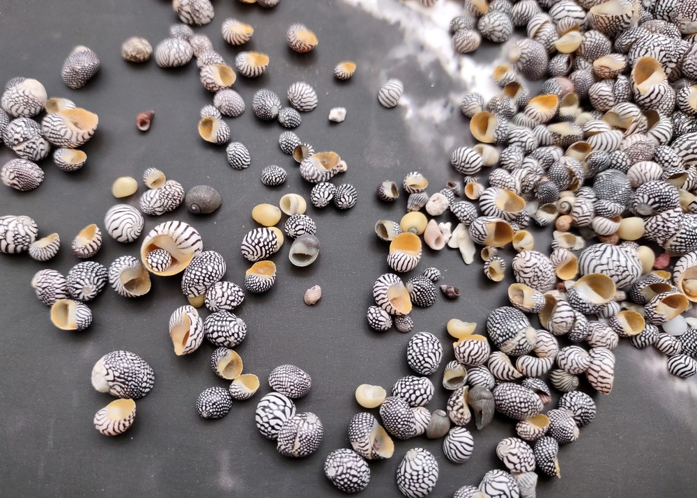 Zebra Nerite Seashells Black White (approx. half cup 850 shells 0.25+ inches)