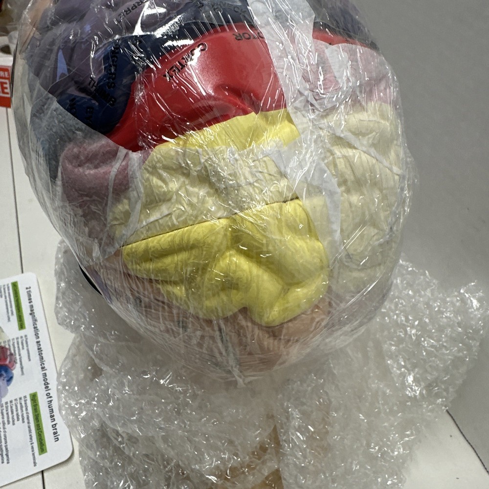 Brain Model 3D, 2 Times Enlargement 4-Part Human Brain Model with Functional ...