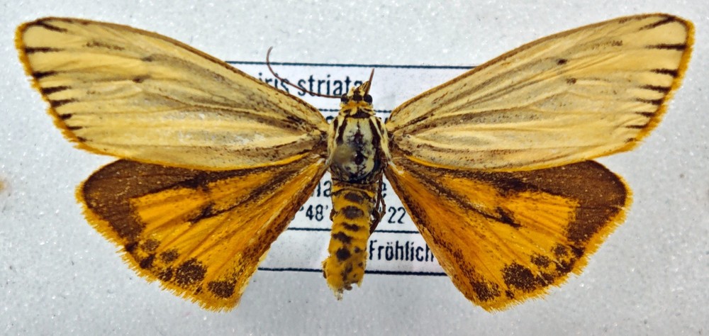 Erebidae Spiris striata female