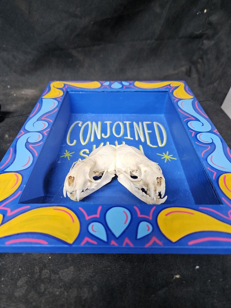 Conjoined Skull Display. Museum Quality, SIDESHOW GAFF, ODDITY, Deformed, Odd