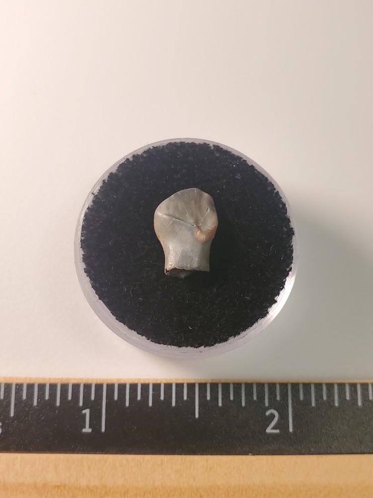 Ankylosaur Tooth