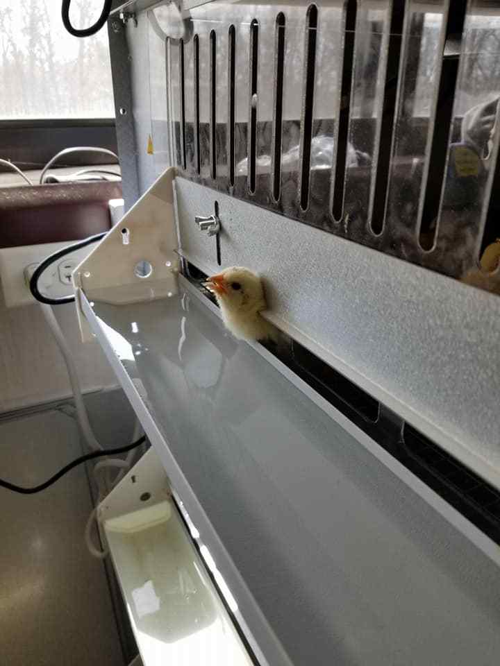 Brooder GQF Battery Brooder Deck Game Bird Poultry 5 Box Brooder 0540 Poultry