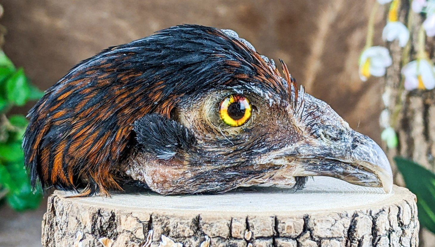 Chicken Rooster head Mount specimen DIY doll Head crafts oddity curiosity bird