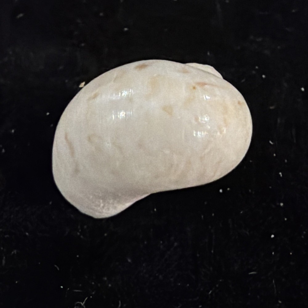 Natica Canrena Shell 25mm Florida (A695)