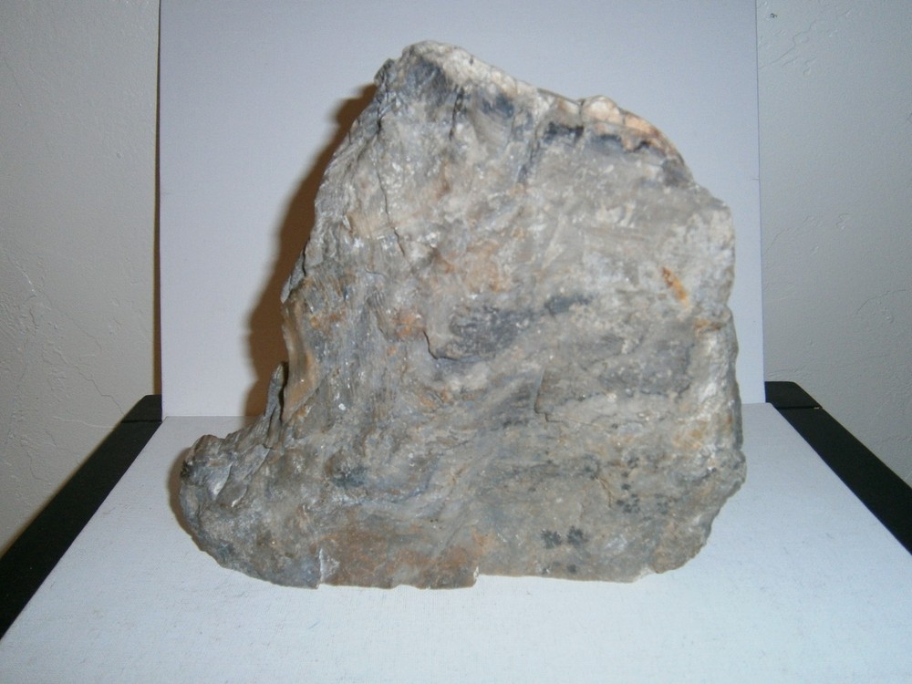 Petrified Wood Specimen