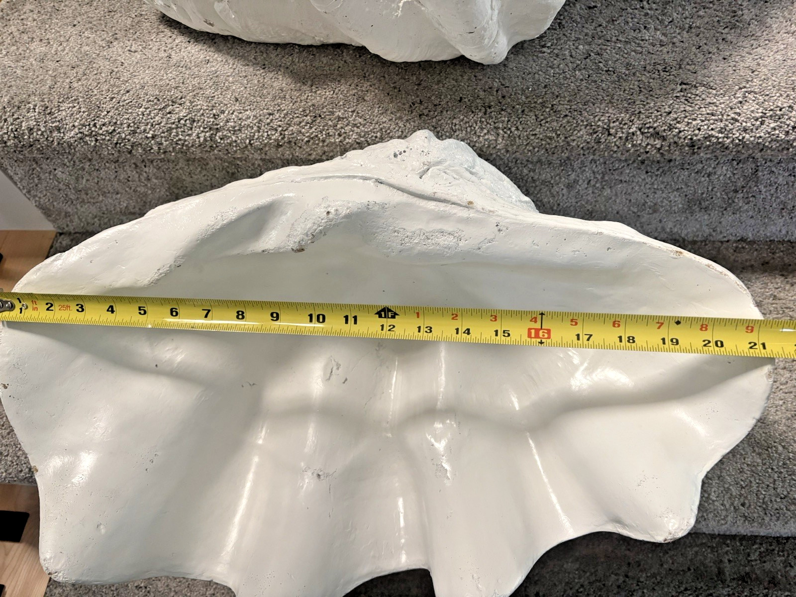 Giant man made clam shell 21.5" x 14" Great Party Decoration