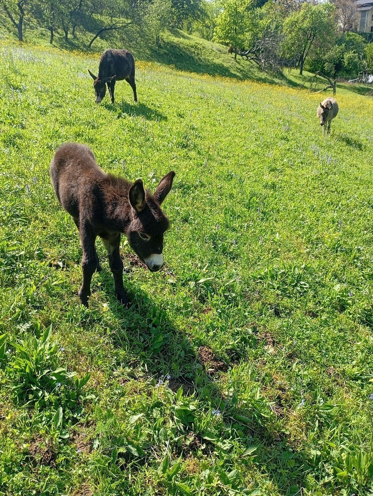 Lucky donkey
