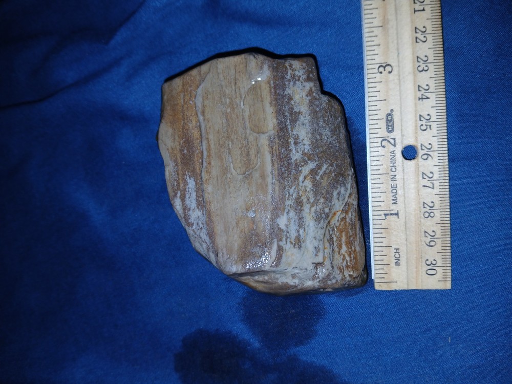 9.oz Texas Petrified Wood