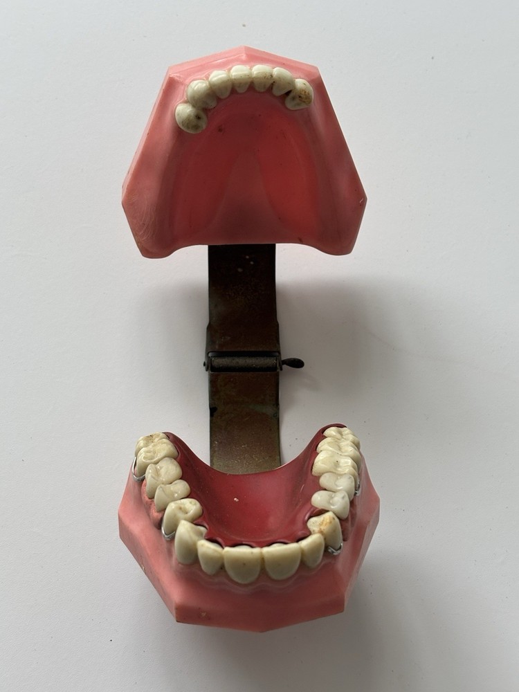 Vintage Densco Hinged Teeth Dental Display Model Learning Dentist Student