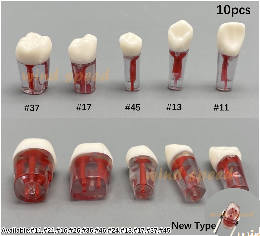 10*New Dental Root Canal Teeth Study Practice Model Endodontic Pulp RCT End File