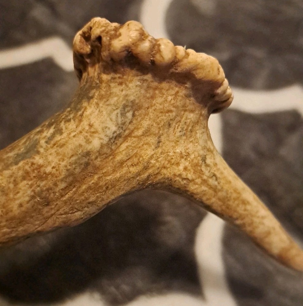 One Fallow Deer Antler. Appx 19 Inch Long.