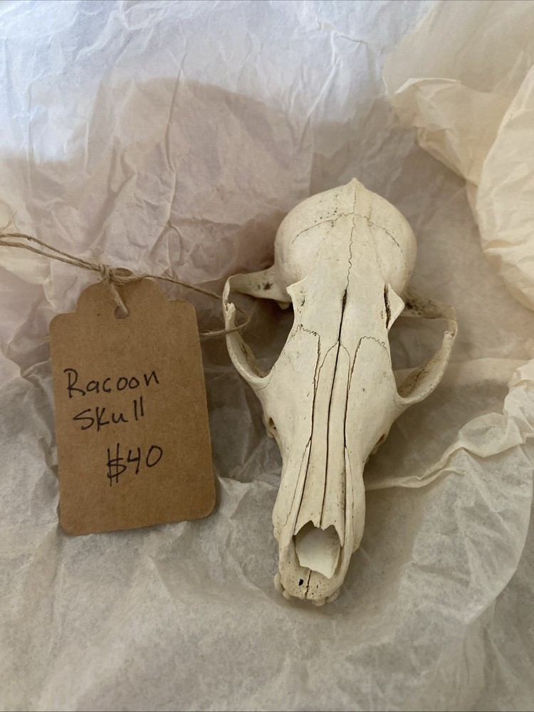 Racoon Skull