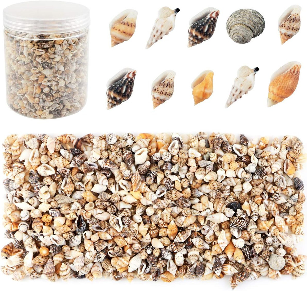 2000 Pcs Tiny Sea Shells for Crafting,Mixed Ocean Beach Mini Seashells Bulk f...