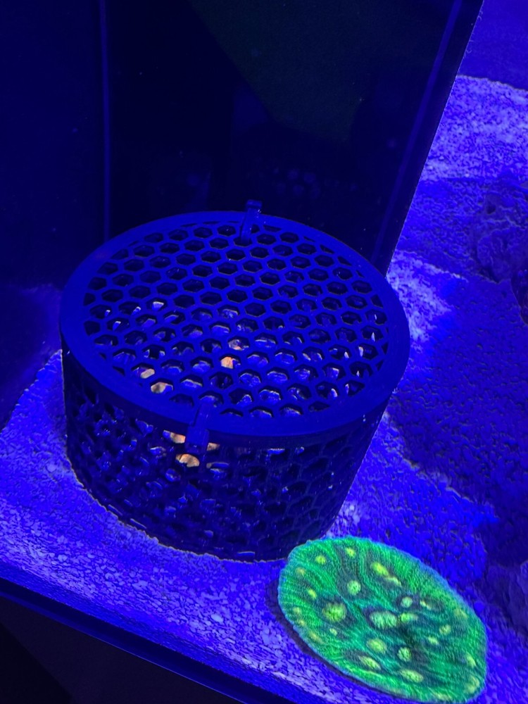 Mushroom Coral Boxes - Multiple Sizes Available! USA Made